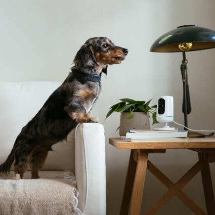 vivint St. Paul indoor security camera